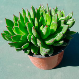 Echeveria Agavoides red tips