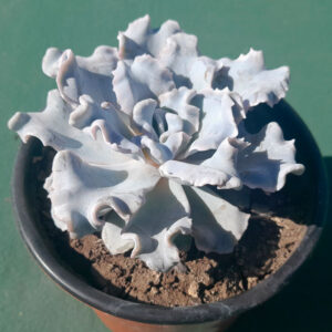 Echeveria Crispate Beauty