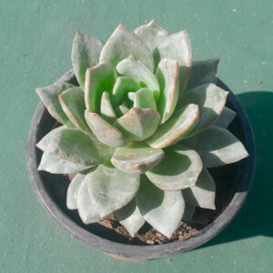 Echeveria Germany Champagne