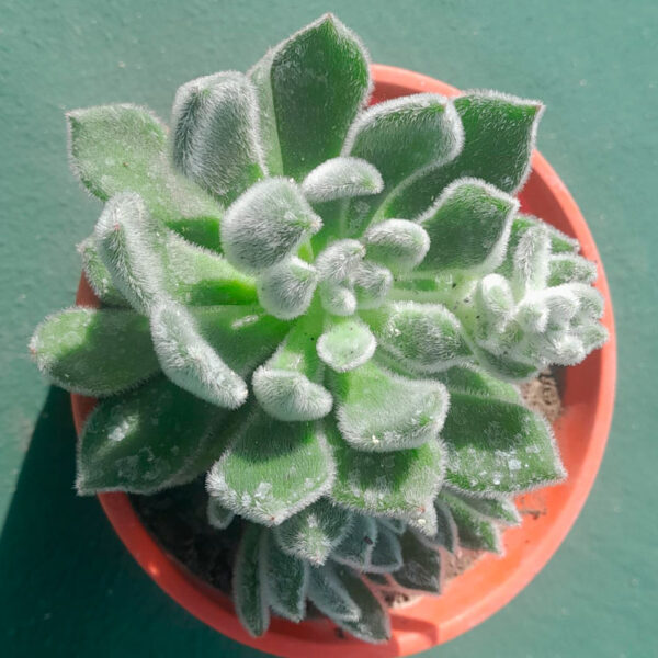 Echeveria Green Velvet