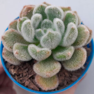 Echeveria Green Velvet