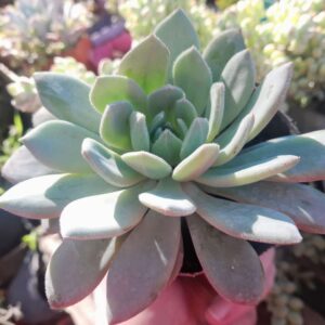 Echeveria Humberto Villa