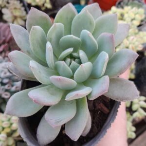 Echeveria Humberto Villa