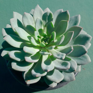 Echeveria Humberto Villa