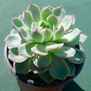 Echeveria Ice