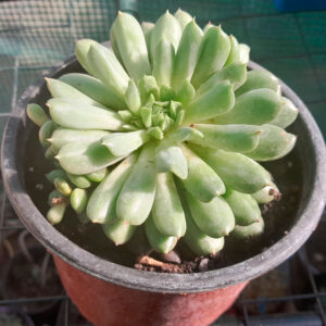 Echeveria Irish Mint