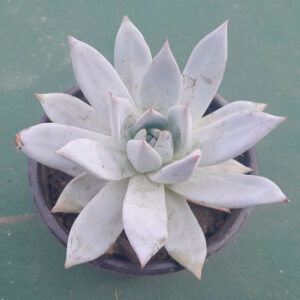 Echeveria Mexican Giant