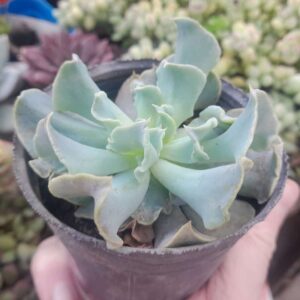 Echeveria Nichi