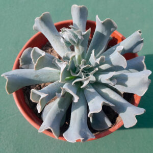 Echeveria Nichi