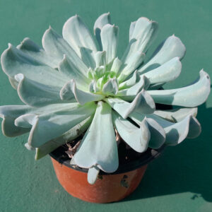 Echeveria Nichi