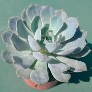 Echeveria Orion