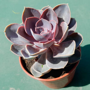 Echeveria Perle von Nurnberg