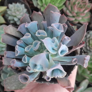 Echeveria Pink Trumpet