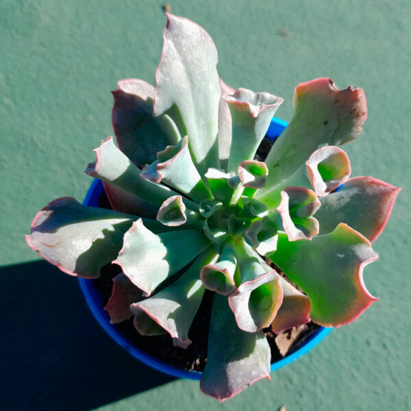 Echeveria Pink Trumpet