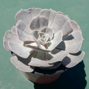 Echeveria Pollux