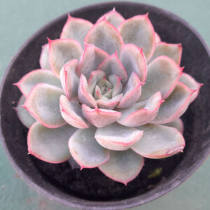 Echeveria Pulidonis