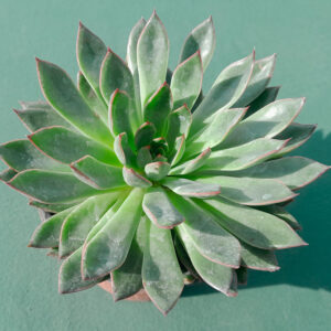 Echeveria Sagita