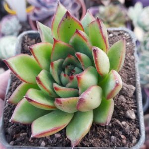 Echeveria agavoides Red Tips