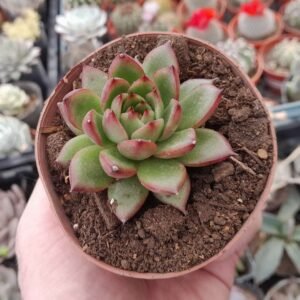 Echeveria agavoides Red Tips