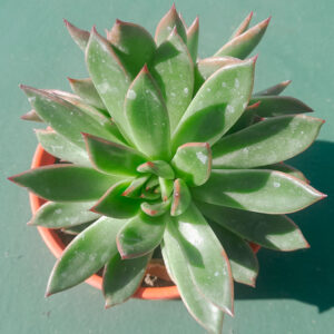 Echeveria agavoides Red Tips