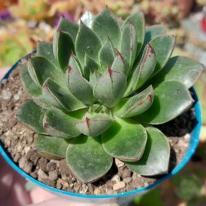 Echeveria Cat's Eye