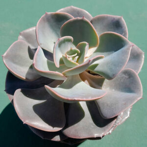 Echeveria dusty rose