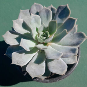 Echeveria fiona