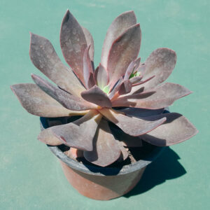 Echeveria hanaikada