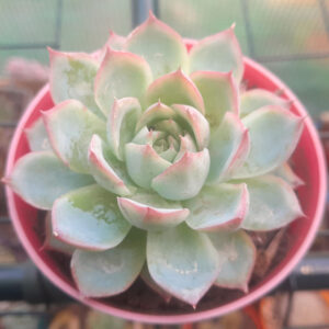 Echeveria ice