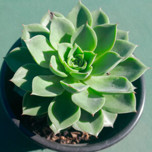 Echeveria ice pink