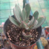 Echeveria nodulosa
