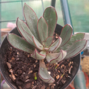 Echeveria nodulosa