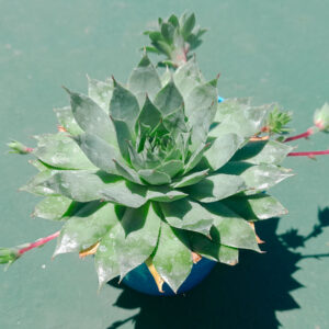 Echeveria prolifica