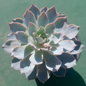 Echeveria desmetiana