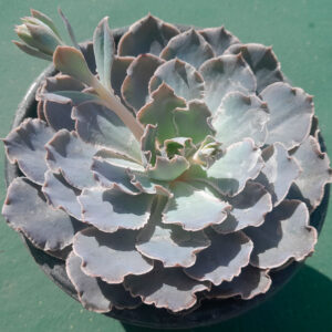 Echeveria shaviana