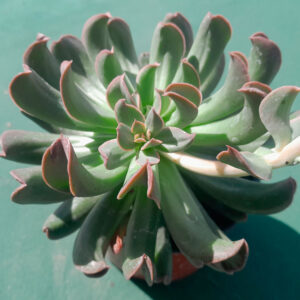 Echeveria dark strength