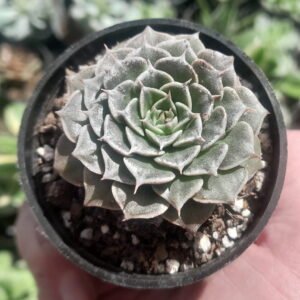 Graptopetalum Bellum
