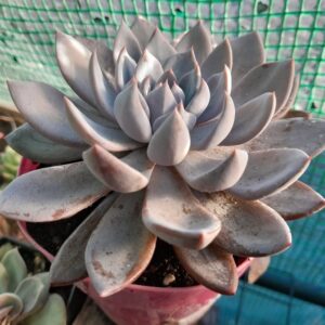 Graptoveria Lulu