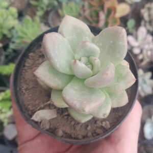 Graptoveria avocado cream