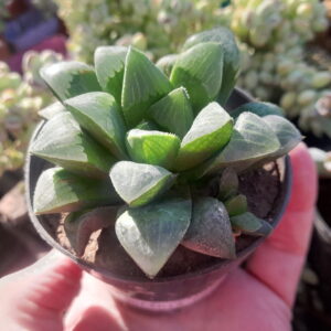 Haworthia retusa