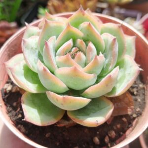Echeveria ice