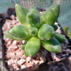 Pachyphytum Compactum