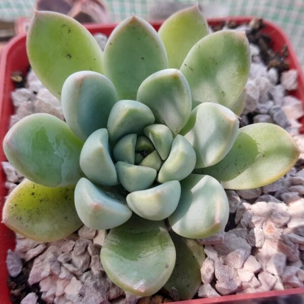 Echeveria Panda