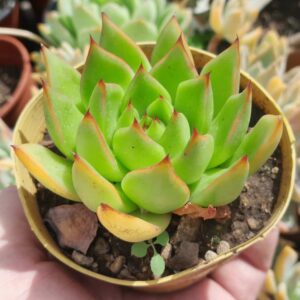 Echeveria agavoides Red Tips