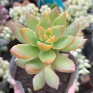 Sedum Golden Glow