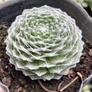 Sempervivum Arachnoideum
