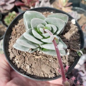 Crassula Dorothy