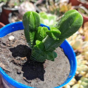 Crassula Pyramidalis