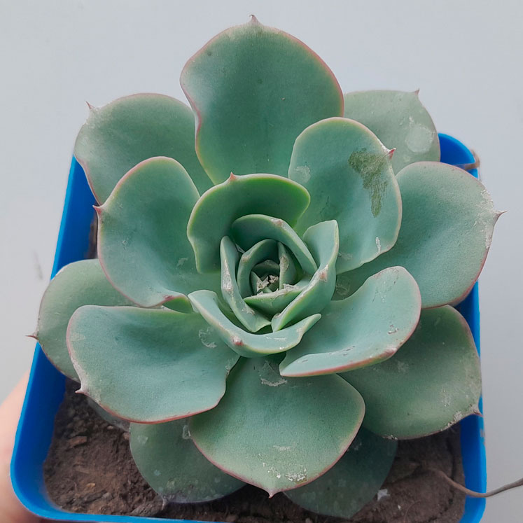 Echeveria Atlantis