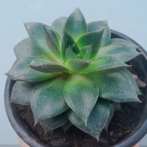 Echeveria Dionysos